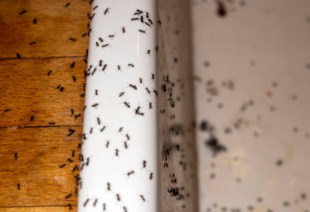 Best Cockroach Control Services  in Pine Knot, KY